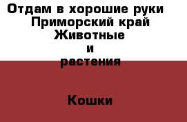 Отдам в хорошие руки - Приморский край Животные и растения » Кошки   . Приморский край